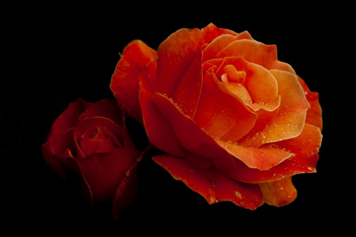 Close up of two red and orange roses with water droplets