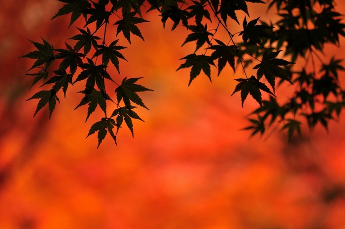 Dark Maple Leaves Against Orange Autumn Background