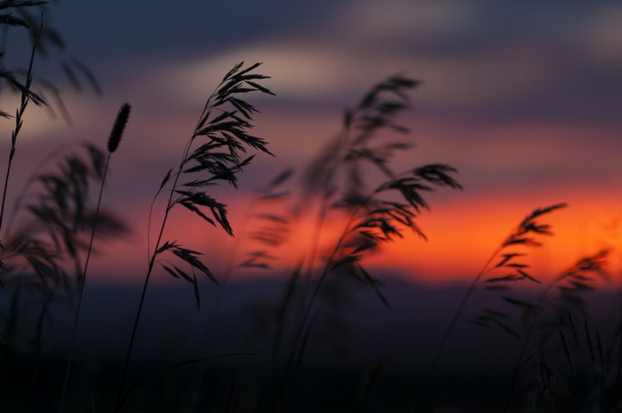 Silhouettes of grass against a vibrant sunset sky
