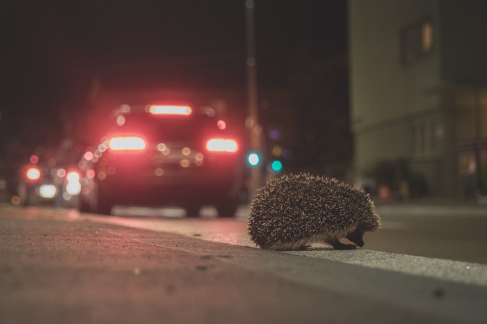 Hedgehog on a road at night with car lights
