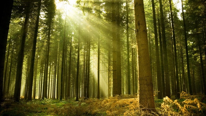 Sunlight beams through a dense forest of tall trees.