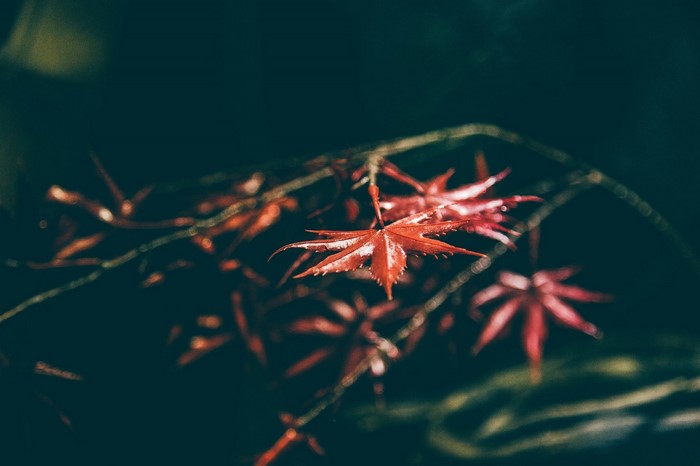 Red maple leaves on a branch