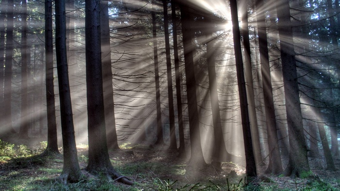 Sunbeams shining through a dark forest