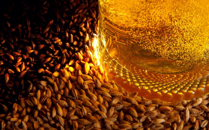 Close up of barley grains and beer with bubbles