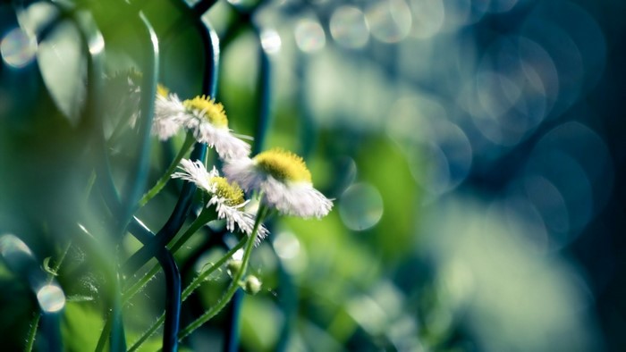 Close-up of white daisies with yellow centers behind a fence