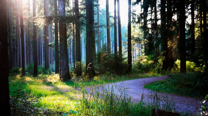 Sunlight filtering through a forest onto a path