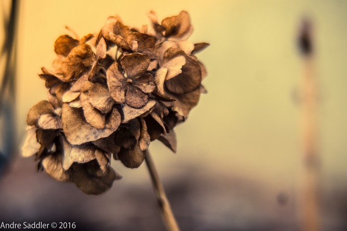Wilted Hydrangea Flower Macro Photography
