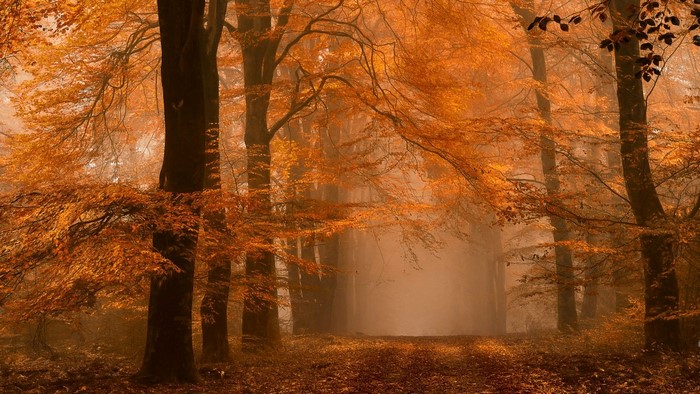 Autumn forest path with amber leaves and mist