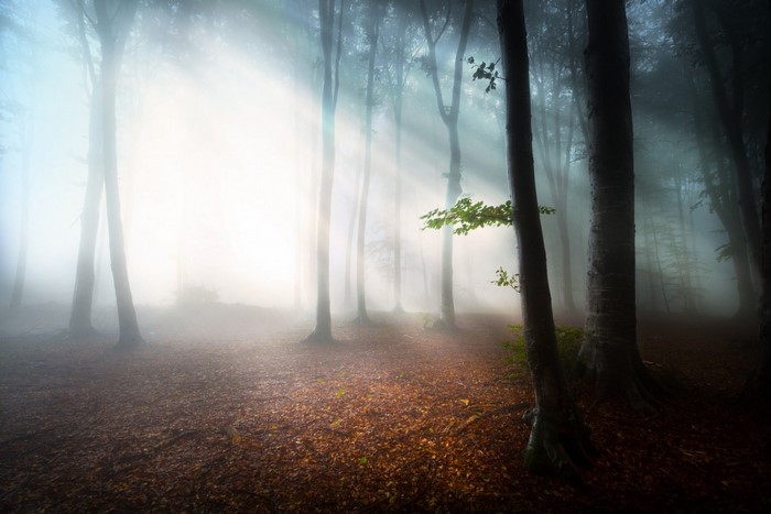 Sunlight filtering through a misty forest with fallen leaves