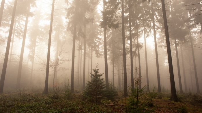 Misty forest with tall pine trees and young firs