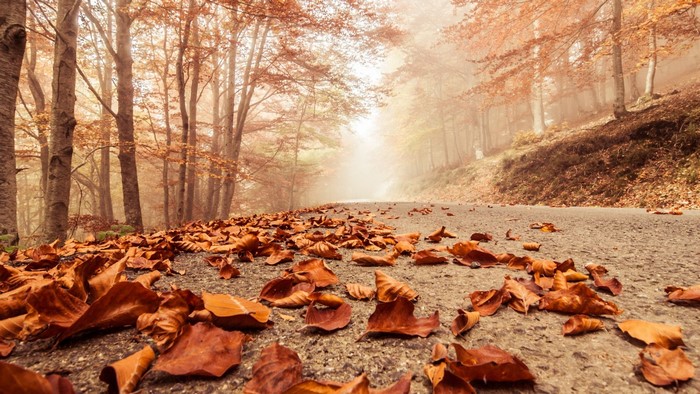 Autumn forest road covered in fallen leaves