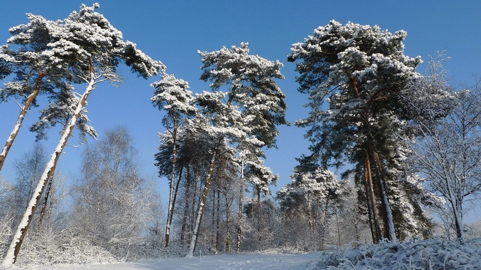 Snow-covered pine trees against a clear blue sky