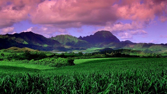 Green field and mountains under pink clouds