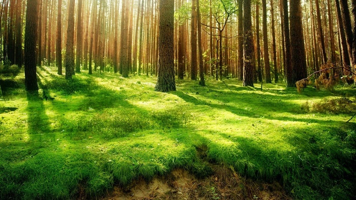 Sunlight filtering through a pine forest onto a mossy floor