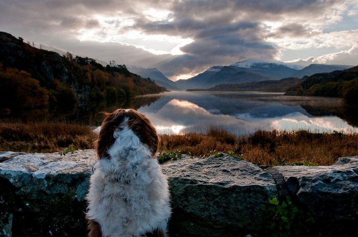 Dog looking at a lake with mountains and clouds
