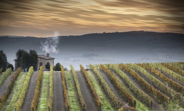 Vineyard landscape with house and smoking chimney at sunrise