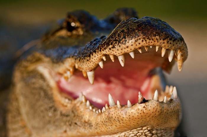 Close-up of an alligator's open mouth with sharp teeth
