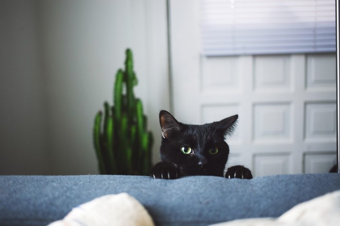 Black cat peeking over a couch with a cactus