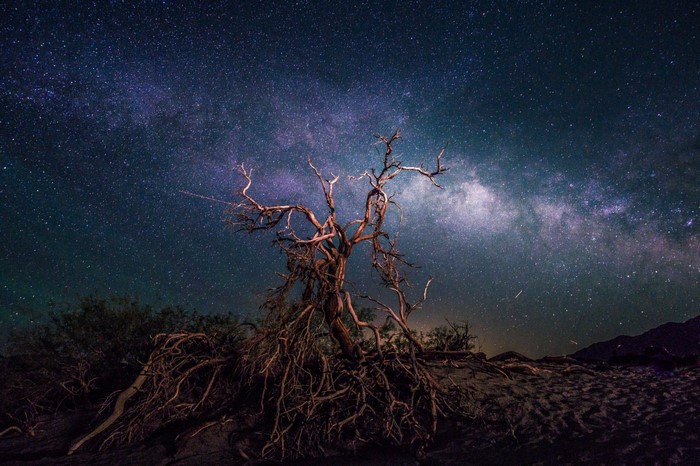 Dead tree under the Milky Way galaxy at night