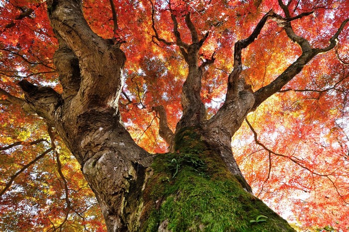 Autumn Maple Tree with Red Leaves