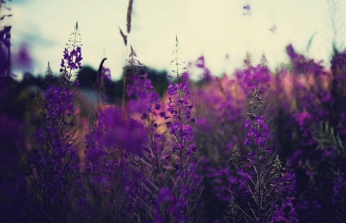 Purple flowers in a field with shallow depth of field