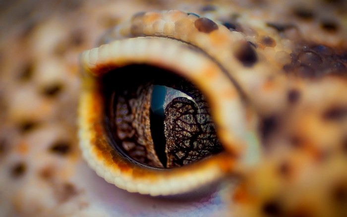 Macro photography of a leopard gecko's eye