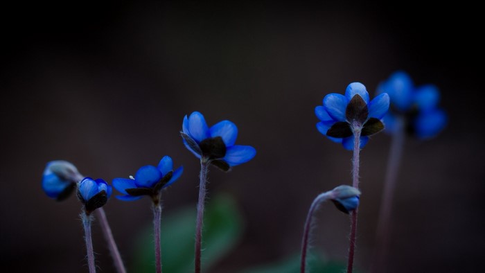 Delicate Blue Wildflowers in Soft Focus