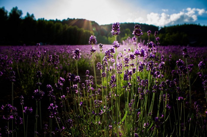 Field of purple lavender flowers at sunset