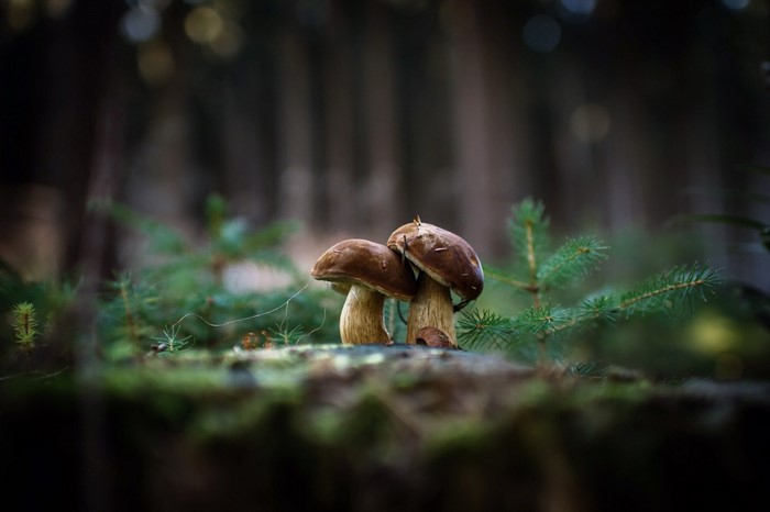 Two brown mushrooms in a forest setting