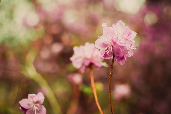 Sunlight Depth Of Field Pink Flowers Flowers Nature Plants