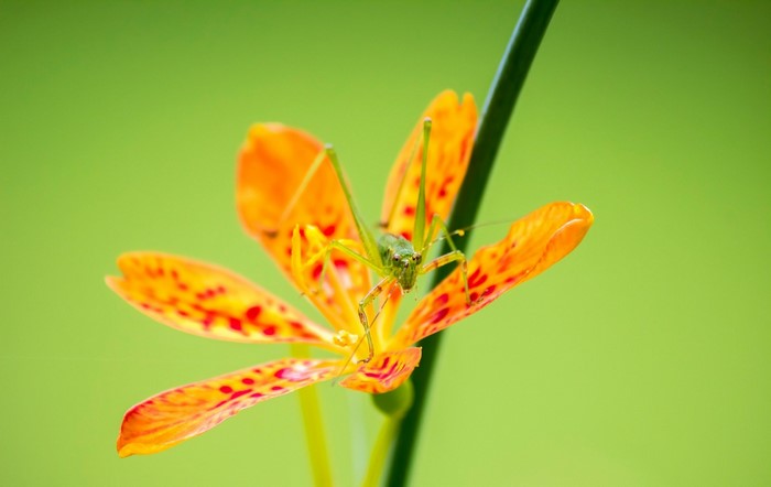 Green Katydid on Vibrant Orange Flower