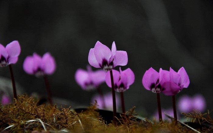 Pink cyclamen flowers with dark background
