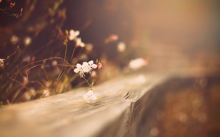 Close-up of delicate white flowers on a wooden surface