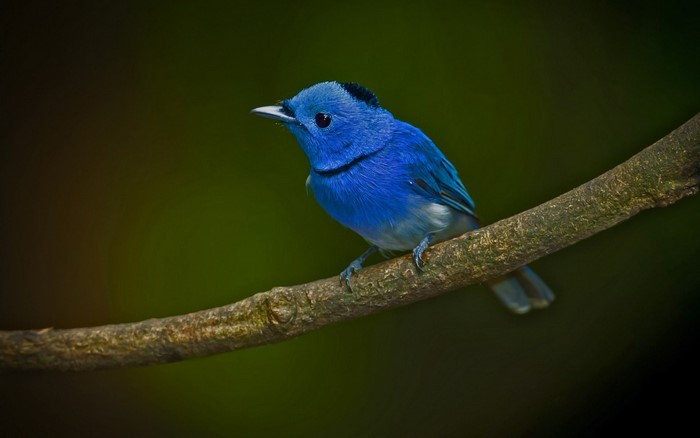 Vibrant Blue Bird Perched on Tree Branch