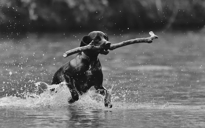 Black dog running through water with a stick