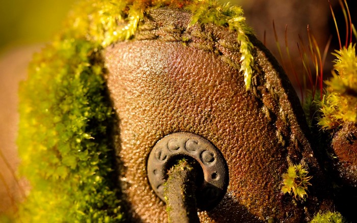 Moss growing on a weathered boot eyelet
