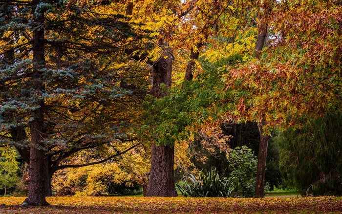 Autumn forest with colorful trees and fallen leaves