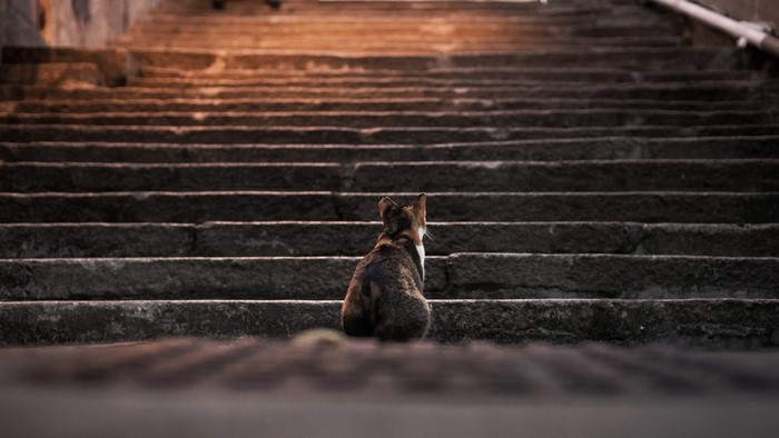 Cat sitting on stone stairs in sunlight