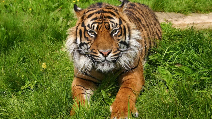 Tiger lying in green grass