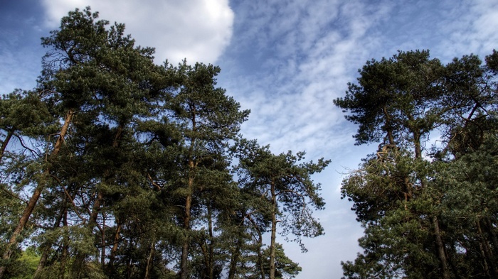 Tall pine trees against a cloudy blue sky