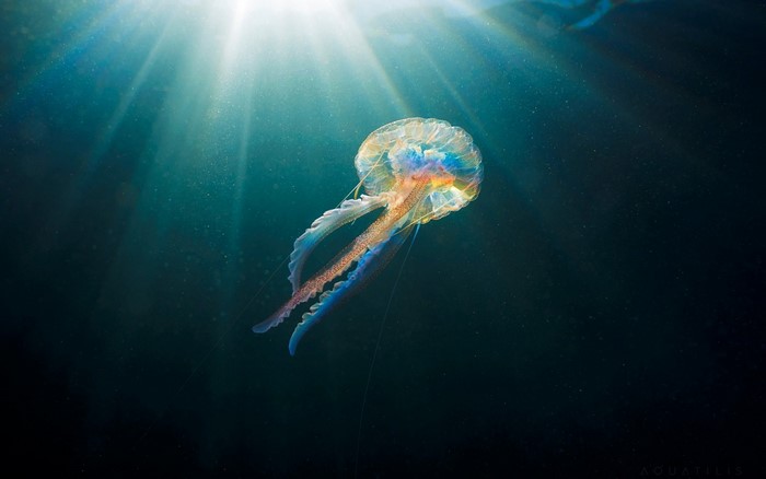 Jellyfish illuminated by sunlight underwater