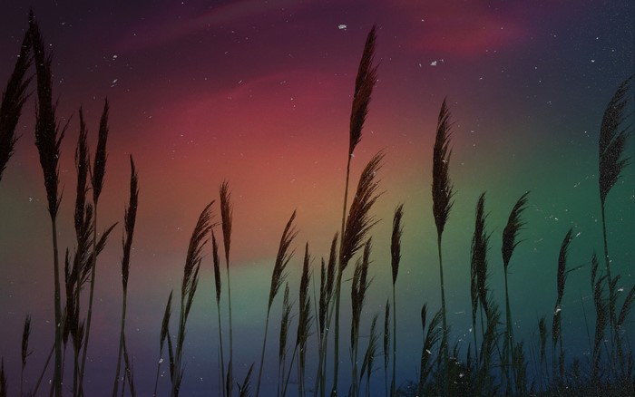 Tall reeds against a colorful sky