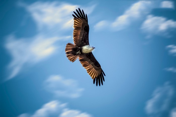 Majestic Bald Eagle Soaring in Blue Sky