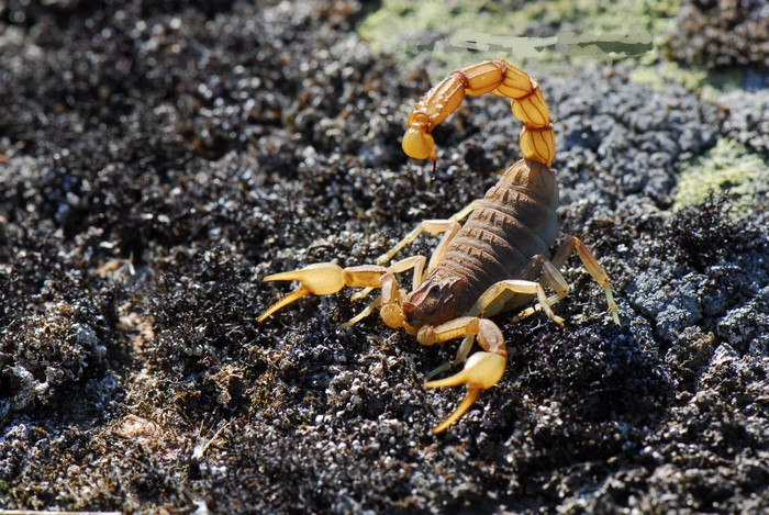 Scorpion on dark, rocky ground