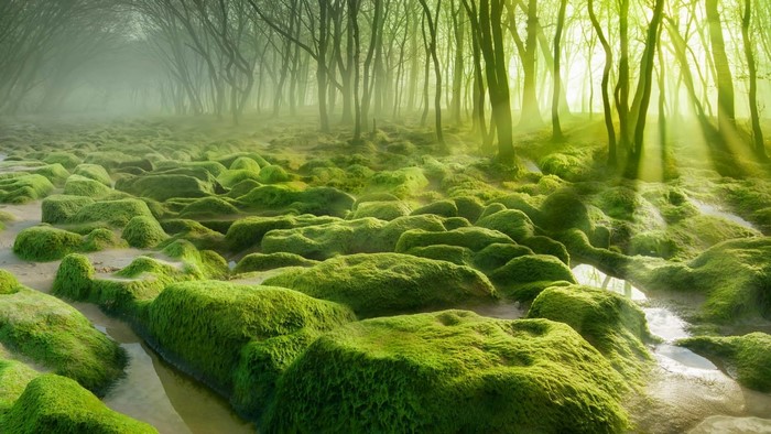 Mossy rocks in a misty forest with sun rays