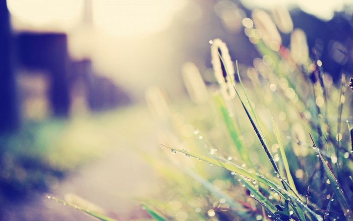 Dew drops on grass blades with bokeh background