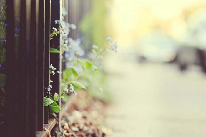 Small blue flowers growing by a dark fence