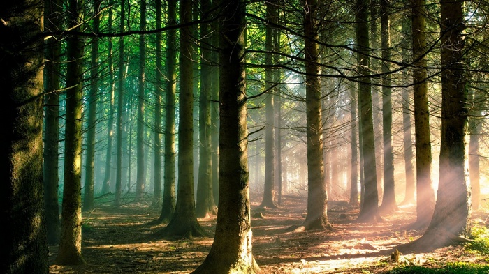Sunlight filtering through a dense forest of tall trees