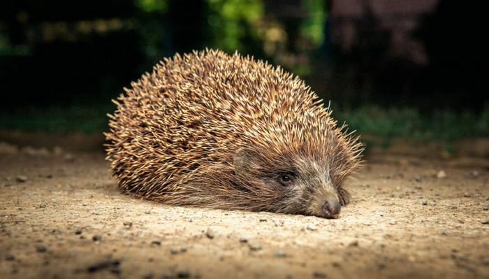 A hedgehog lies on the ground in the dark