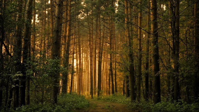 Sunlight filtering through a dense forest with a dirt path